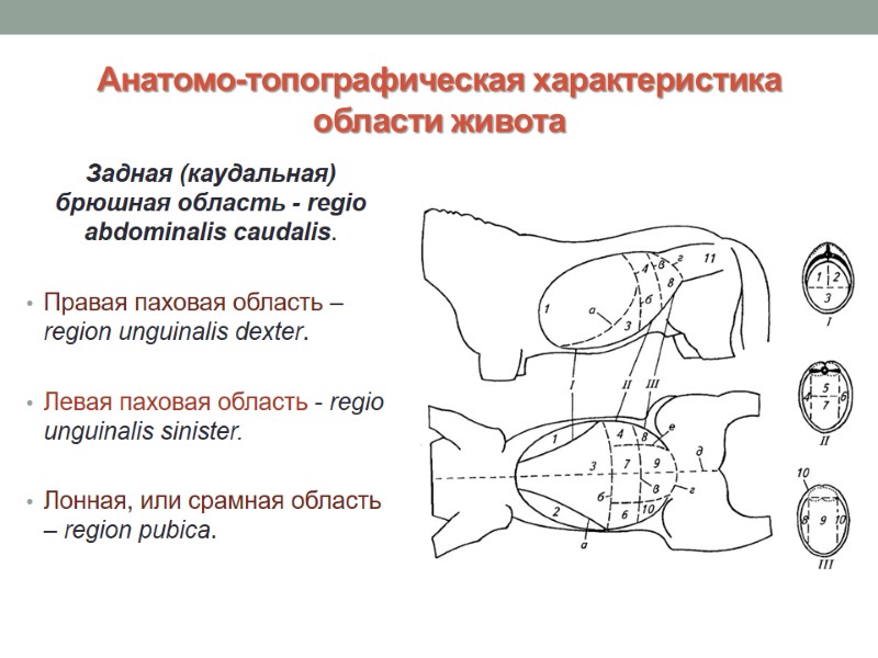 Анатомо-топографическая характеристика области живота Задная (каудальная) брюшная область - regio abdominalis caudalis.  Правая